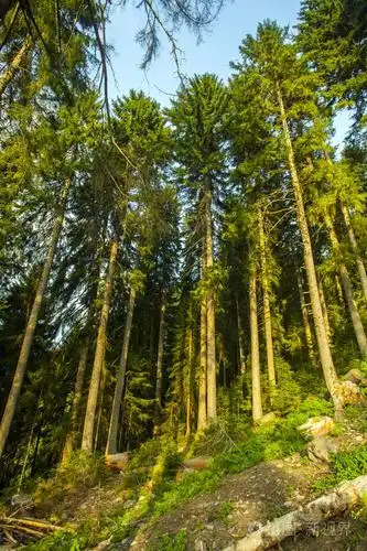 在春天的松树林