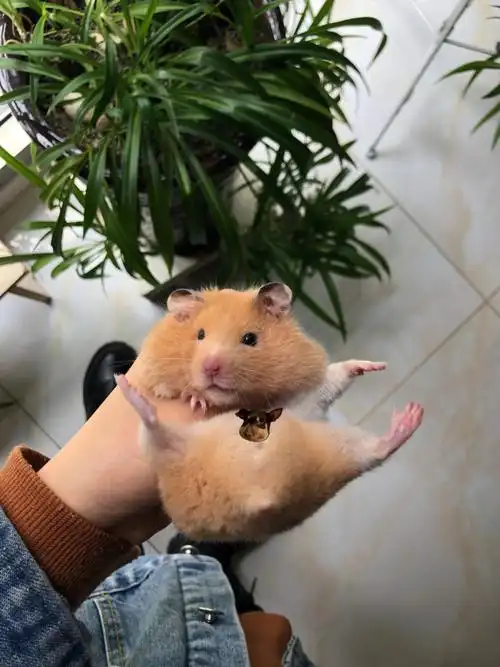 一只10个月的金丝熊