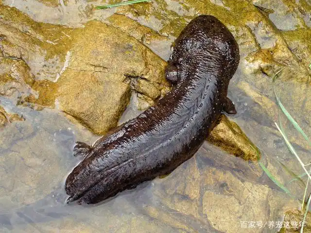家养的小娃娃鱼可以吃哪些食物?