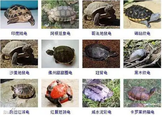 乌龟的种类