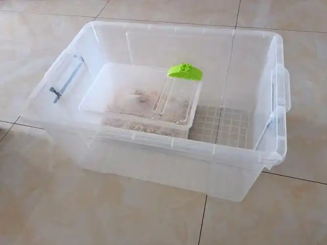 小收纳箱已经被它咬破越狱好几次了#仓鼠金丝熊  #金丝熊仓鼠笼子diy