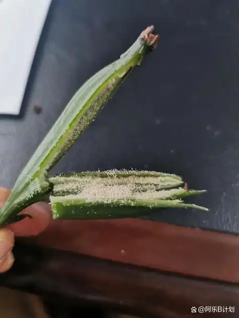 兰花种子的发芽过程需要细心和耐心,以下是关键步骤和注意事项