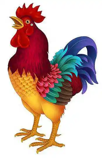 鸡的生肖是什么