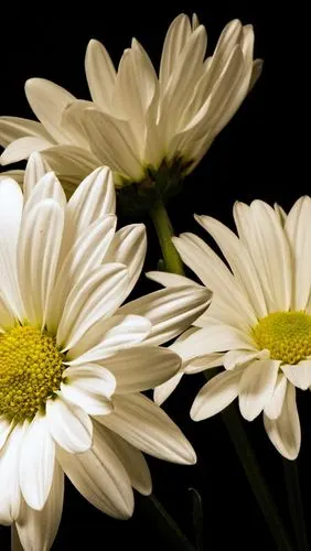 白色非洲菊的花朵,黑色的背景