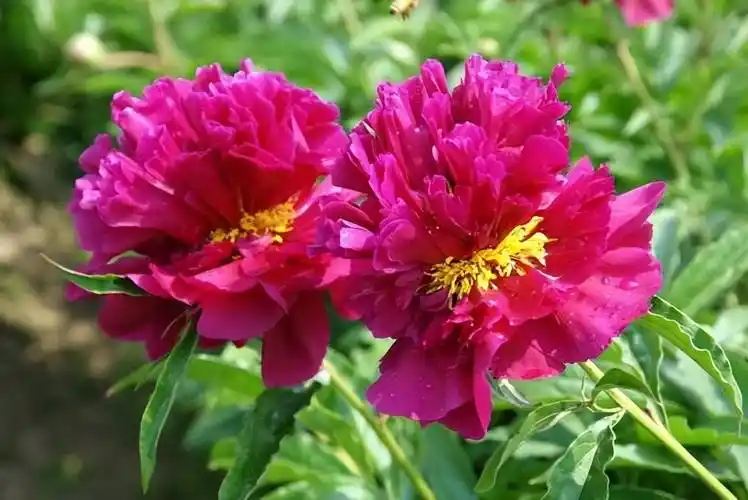 芍药的种类和名称