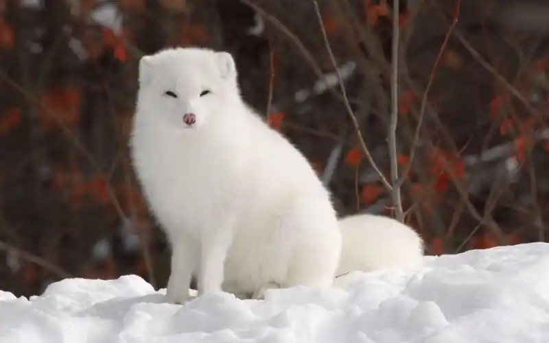 【白狐×台风】因为太过可爱所以就全点魅惑了