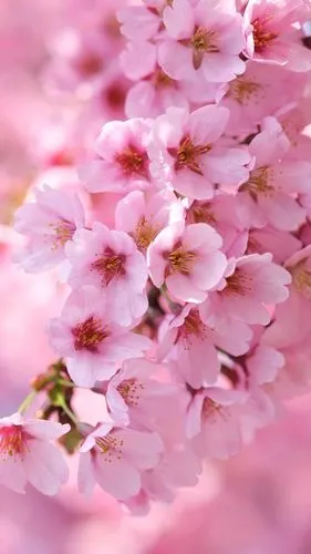 手机壁纸花系列