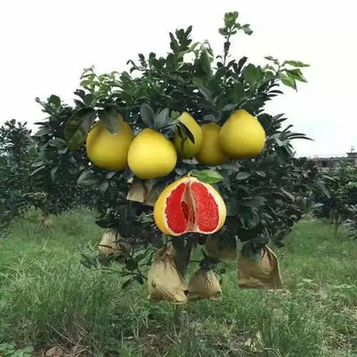 树苗蜜柚浙江柚子红心三红南北盆栽地栽果树果树