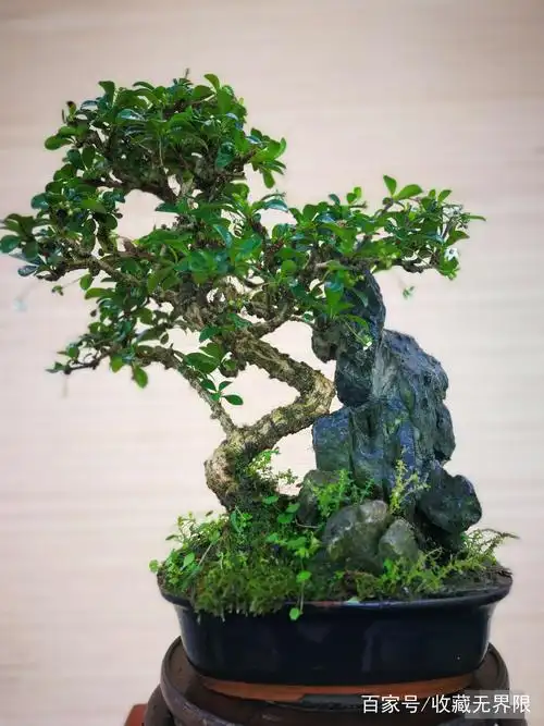 盆景艺术之美,盆景小,味道大,带你走进盆景艺术的世界!