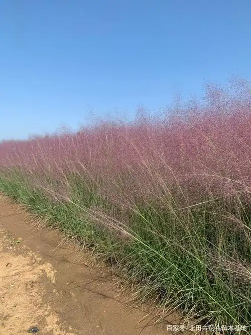 最美网红草:粉黛乱子草——以草为名,比草更美!