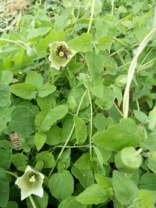 来自大山里的党参花天然成熟原蜜