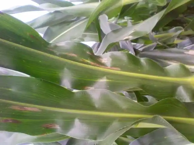 玉米叶子 出现白斑是 什么 病