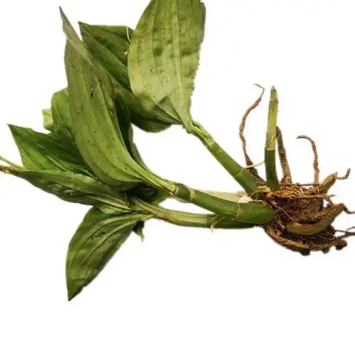 伟博贵州草药新鲜见血清500g 中药材见血青羊耳蒜全株立地好 500g