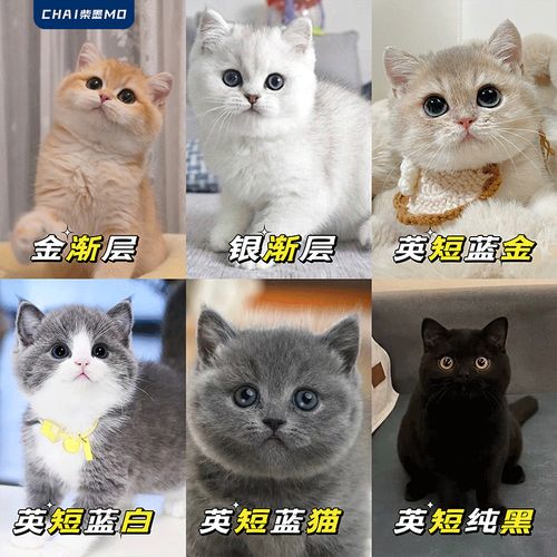 柴墨【视频选宠】金渐层幼猫英短银渐层纯种猫咪活体宠物猫幼崽小猫