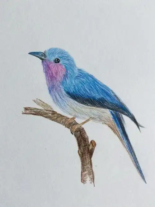 彩铅画 小鸟