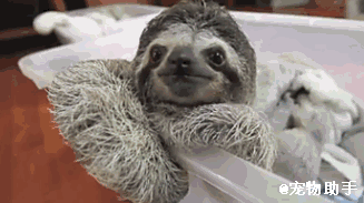 树懒gif探头gif一脸懵逼gif大眼gif无辜gif萌gif