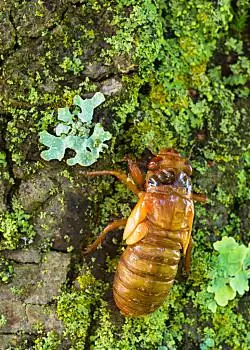 树上的知了图片