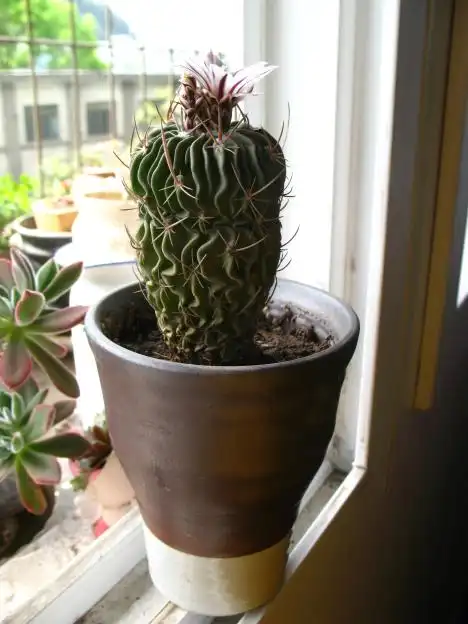 拿来种的植物 在俺们本地的一个店子里面买的 种的是千波万波 已经