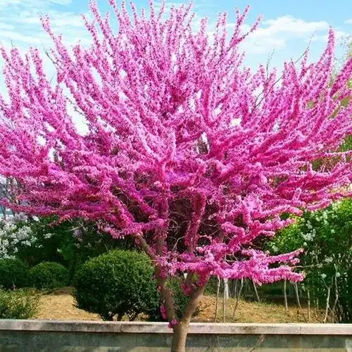 紫荆花树苗 庭院耐寒室外花卉植物 南方北方花园地栽苗木