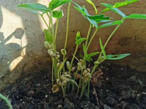 绿豆发芽观察记___陈瑞仪