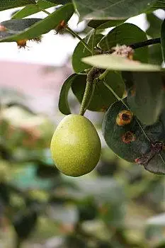 果实欧洲,野外,梨,树上,巴伐利亚,德国梨,树上细枝,成熟,梨,水果,树上