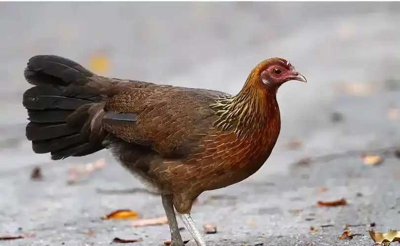 野鸡中的活化石,吃一口就得蹲上10年牢,中国吃货都表示惹不起_红原