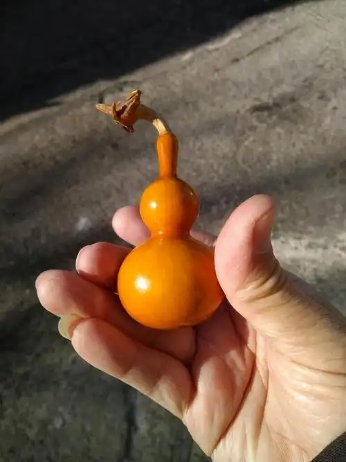 但是,喜欢文玩葫芦的玩家,却知道真正的文玩葫芦包浆之后的那种醇美