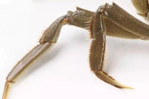 美味上市秋季大闸蟹九月圆脐十月尖,持螯饮酒菊花天.