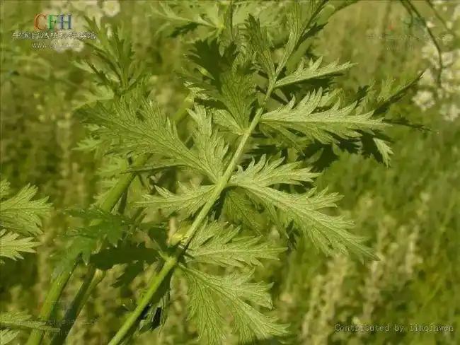 这个羊红膻可是植物药,补肾益脾,活血化瘀