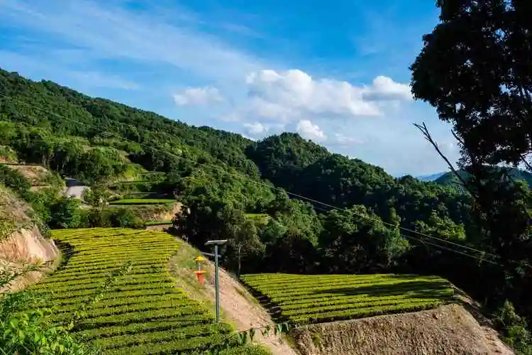 梅江区高山茶园——明山嶂茶业