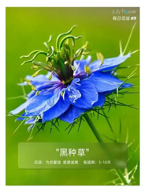 每日花语黑种草