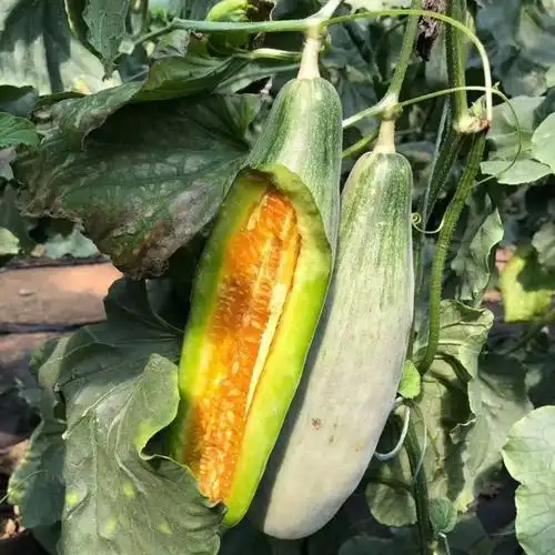 荃银高科牛角酥甜瓜种子早熟连续座果力强肉质酥脆香味浓郁 - 爱企查