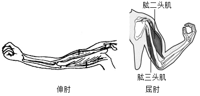 锻炼上臂肌肉时,伸肘和屈肘动作的上臂肌肉协作情况如图.