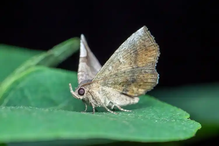 【图】来一组扑棱蛾子-蜂鸟摄影论坛
