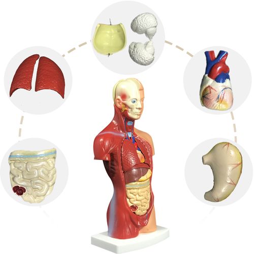 人体解剖模型儿童玩具器官结构内脏大脑心脏躯干其他模型玩具