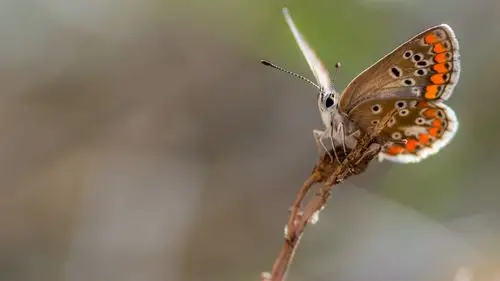 蝴蝶,翅膀,昆虫,朦胧 5k