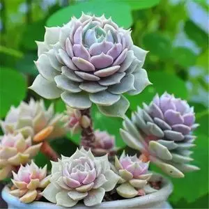 多肉植物粉露娜莲一物一拍粉蝶多头群生劳拉稀有品种精品小贵货