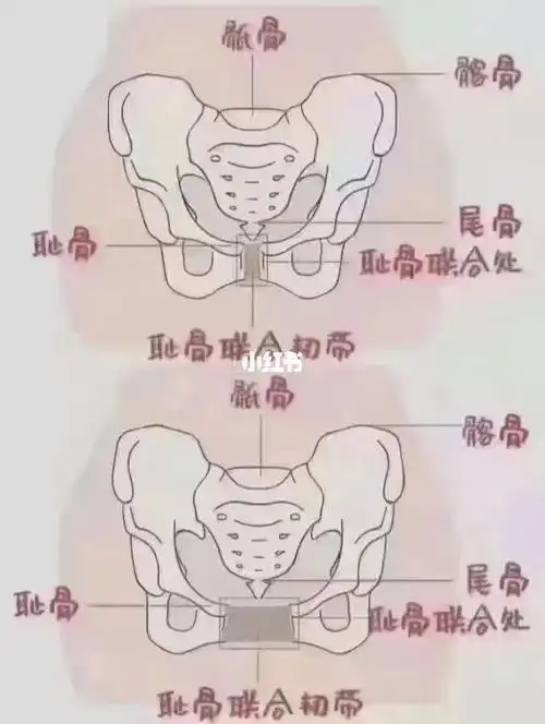 好产后骨盆的变化95