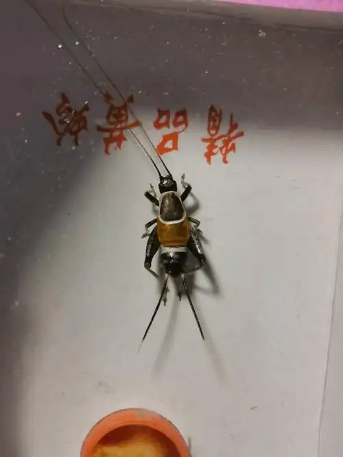 山仙子活体鸣虫蛉子包邮包风险叫声