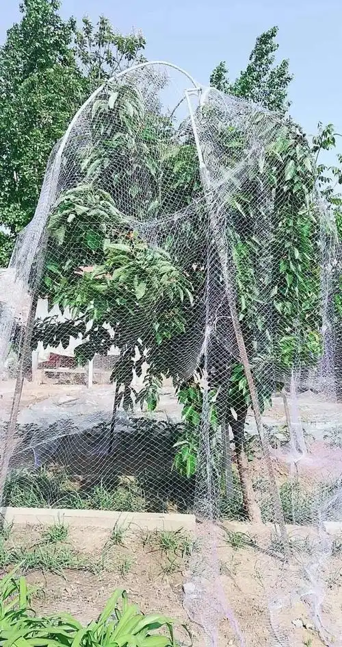 可狄kedi果树防鸟网樱桃树网嘉宝果树防鸟网家用防鸟网防鸟罩果树专用