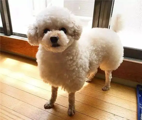 泰迪的羊咩咩造型,对不起我有点想笑