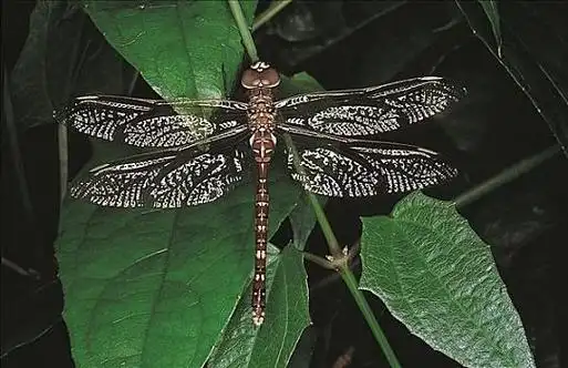 褐色,蜻蜓,昆虫,港口,澳大利亚,动物