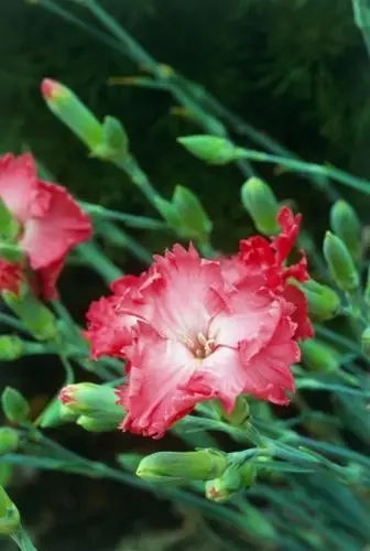 香石竹 - 粉丁香