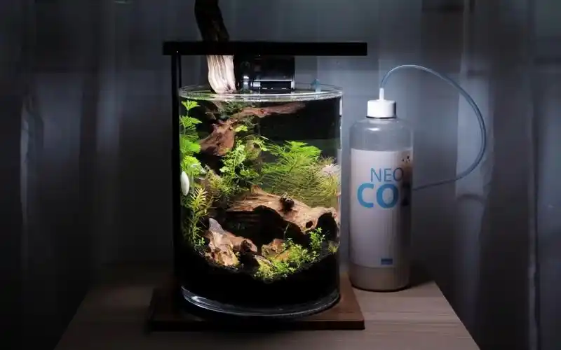 圆形鱼缸草缸造景看是如何制作的