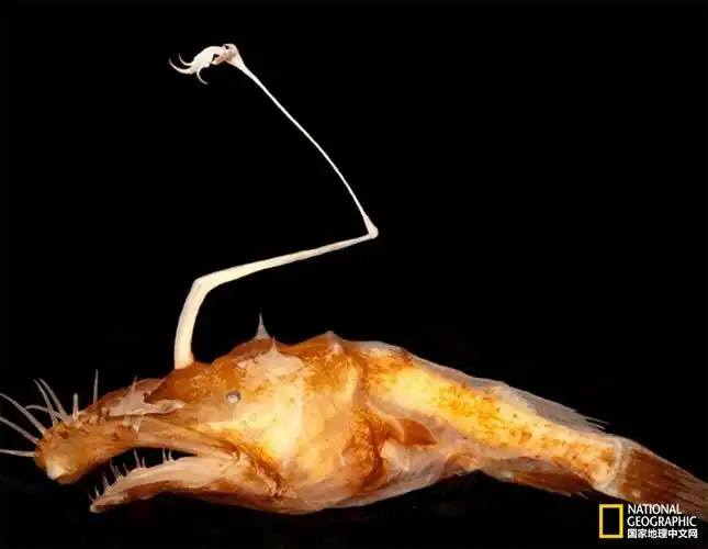 最近,科学家在墨西哥湾发现了3条新的深海鮟鱇鱼,并将它们做成了标本.