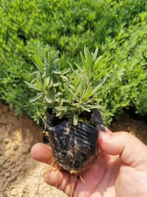 薰衣草价格 薰衣草基地 山东杯苗薰衣草价格