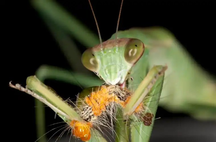 螳螂(学名:mantodea)亦称刀螂,无脊椎动物,属肉食性昆虫.