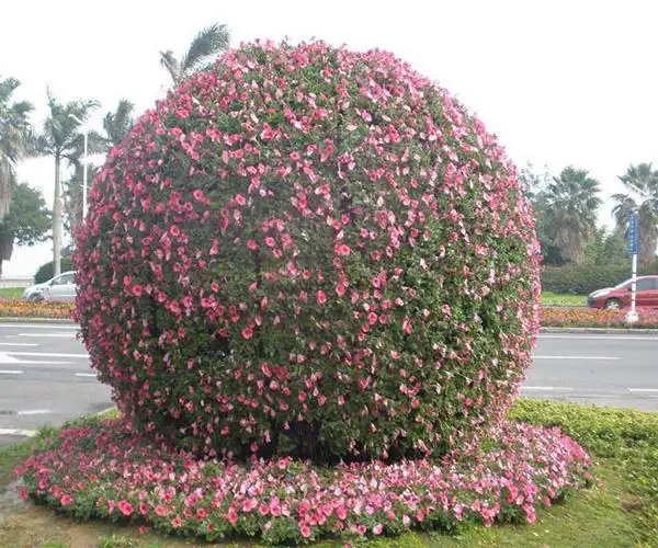 绿化花球报价 立体绿化花球批发 户外花球支架 倍欣园艺