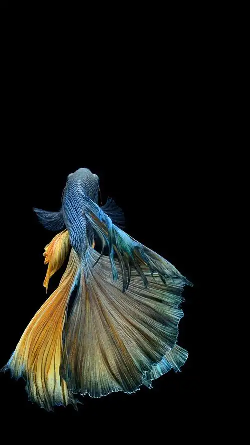 iphone6s斗鱼壁纸鱼摄影壁纸