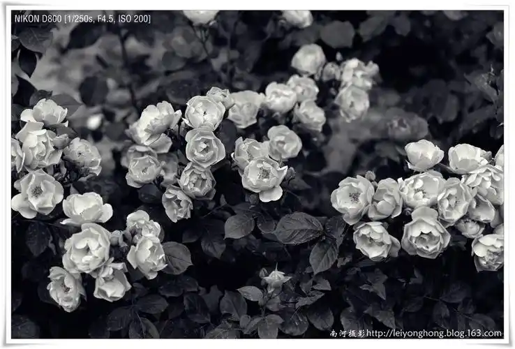 【原创摄影】月季花(黑白篇)